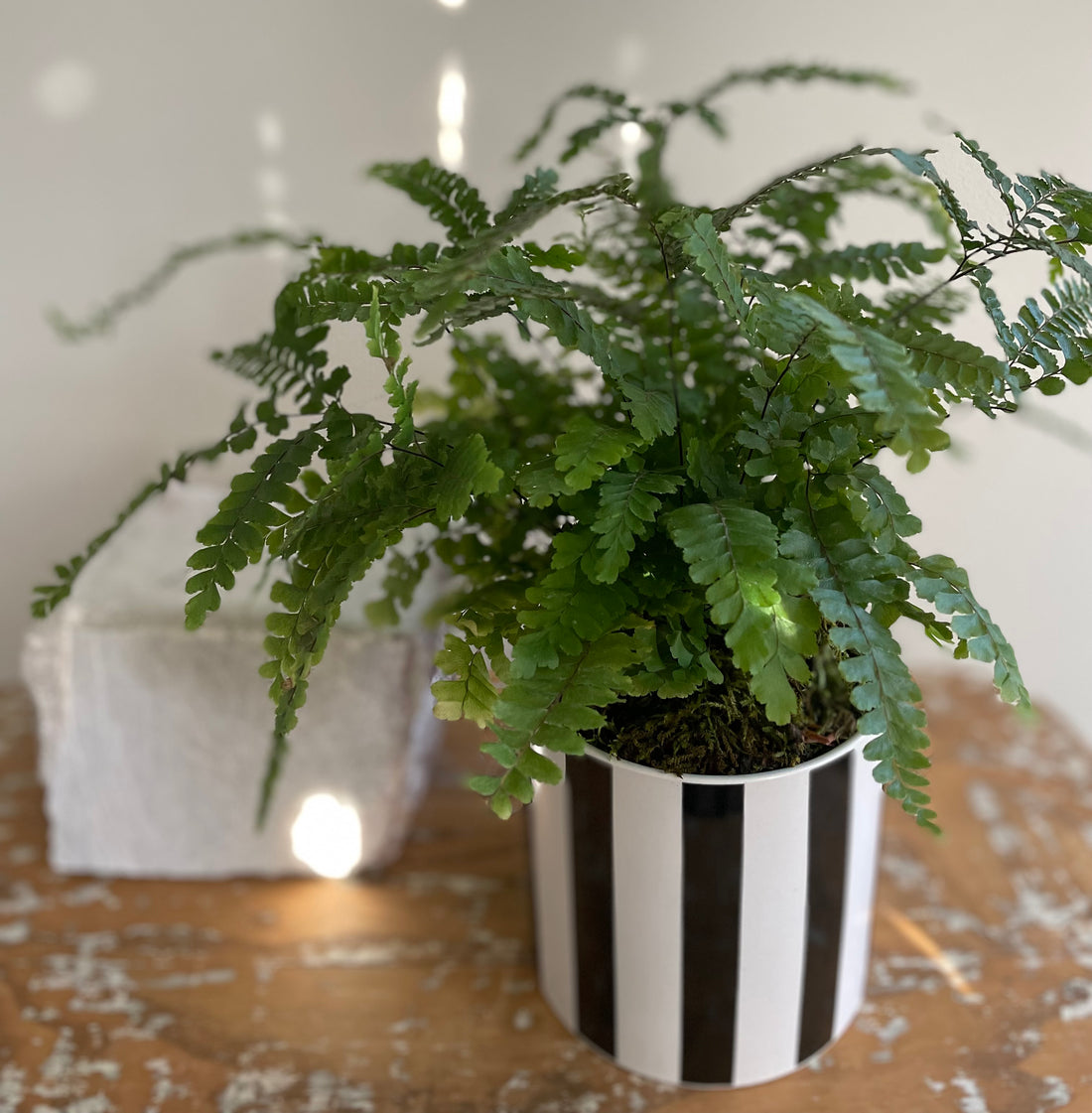 Maidenhair Fern