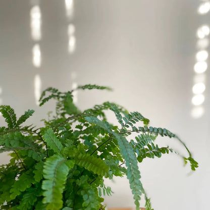 Maidenhair Fern